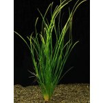 Vallisneria americana var. natans – Zboží Dáma