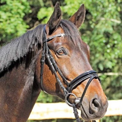 EuroClub Uzdečka Grasse Lak švédský nánosník černá – Zboží Dáma