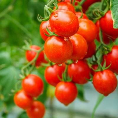 Rajče Sweet Aperitif - Solanum lycopersicum - semena rajčete - 6 ks – Zbozi.Blesk.cz