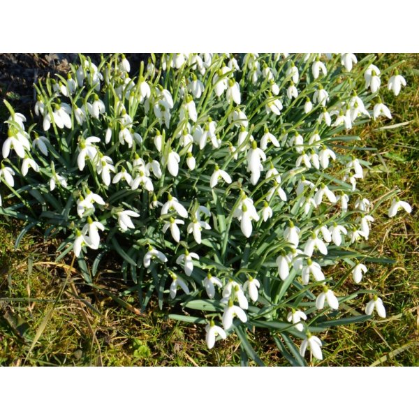 Květina Sněženka podsněžník - Galanthus nivalis