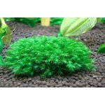Fissidens fontanus - Phoenix moss – Zboží Dáma