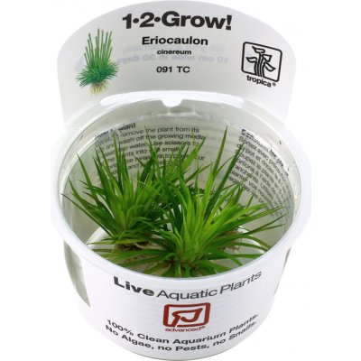 Eriocaulon cinereum 5,5 cm – Zboží Mobilmania