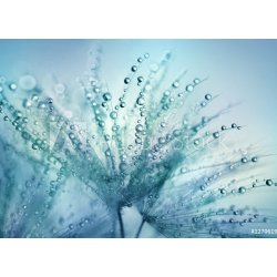 WEBLUX Fototapeta vliesová Dandelion Seeds in the drops of dew on a beautiful blurred background. Dandelions on a beautiful blue background. Drops of dew sparkle on the d 200 x 144 cm