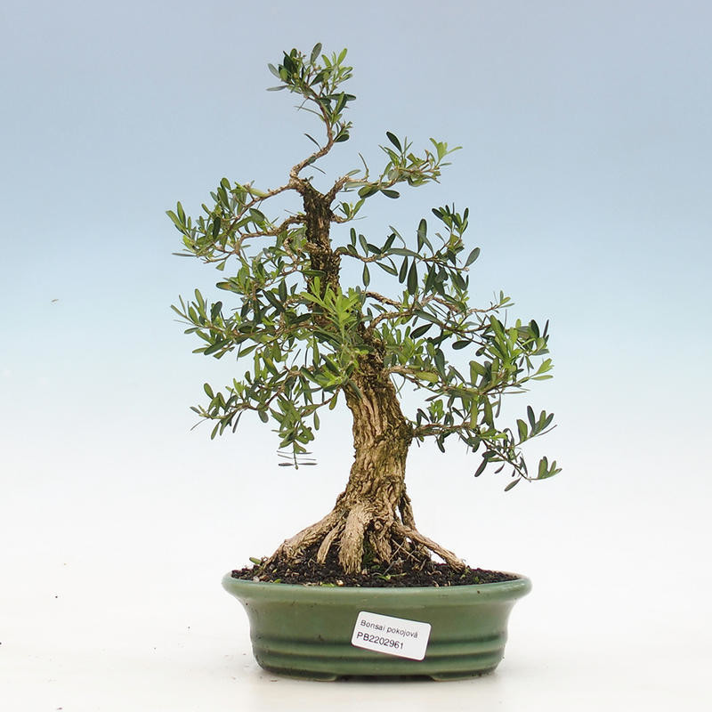 Pokojová bonsai - Buxus harlandii -korkový buxus od 1 980 Kč - Heureka.cz