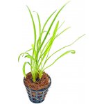 Cryptocoryne retrospiralis - Kryptokoryna šroubovitá – Zboží Dáma