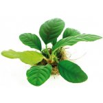 Anubias barteri var. coffeefolia – Zboží Mobilmania