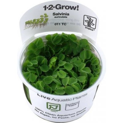 Salvinia minima – Hledejceny.cz