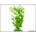 Hagen rostlina Cardamine 50 cm – Hledejceny.cz