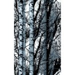 D-C-Fix 200-3197 Samolepicí fólie D-C-Fix břízy šíře 45 cm – Hledejceny.cz
