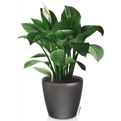 Lechuza Classico LS 43 cm antracit – Hledejceny.cz