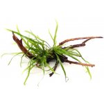 Dennerle Microsorum pteroptus Trident na pavoučím dřevě 14 x 8 x 10 cm – Zboží Mobilmania