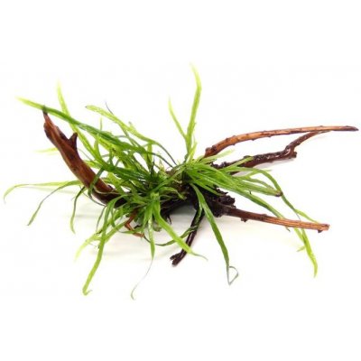 Dennerle Microsorum pteroptus Trident na pavoučím dřevě 14 x 8 x 10 cm – Zboží Mobilmania