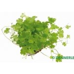 Hydrocotyle tripartita - Pupečník trojdílný – Hledejceny.cz