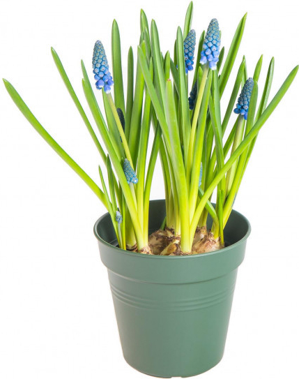 Modřenec, Muscari, modrý, rychlený, průměr květináče 9 cm