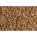 MJM agro Pšenice krmná 20 kg – Zboží Dáma