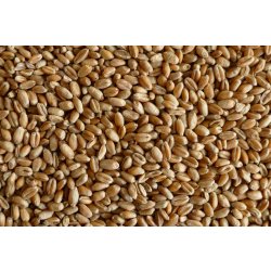 MJM agro Pšenice krmná 20 kg