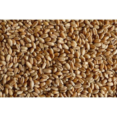 MJM agro Pšenice krmná 20 kg – Zboží Dáma