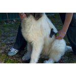 JK ANIMALS Hřeben hrábky 37 rotačních hrotů 16 x 11 cm – Zbozi.Blesk.cz