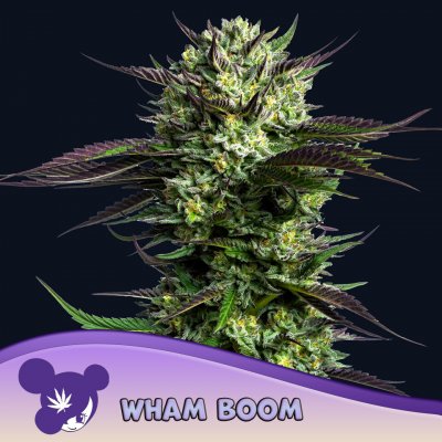 Anesia Seeds Wham Boom semena neobsahují THC 3 ks – Hledejceny.cz