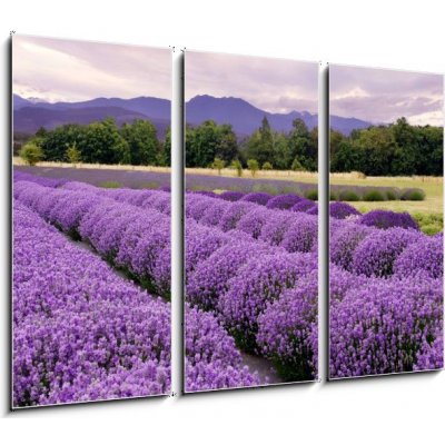 Obraz 3D třídílný - 105 x 70 cm - Lavender Farm in Sequim, Washington, USA Lavender farma v Sequim, Washington, USA