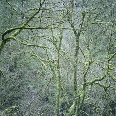 Six Organs Of Admittance - Dust & Chimes LP – Zbozi.Blesk.cz