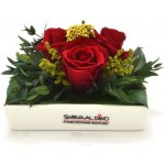 Zina Red - červená (Aranž 3x stabilizovaná "věčná" růže v ploché keramice) – Zboží Dáma