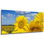 Skleněný obraz 1D panorama - 120 x 50 cm - Some yellow sunflowers against a wide field and the blue sky Některé žluté slunečnice proti širokému poli a modré obloze