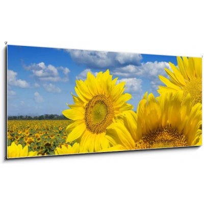 Obraz 1D panorama - 120 x 50 cm - Some yellow sunflowers against a wide field and the blue sky Některé žluté slunečnice proti širokému poli a modré obloze