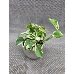 Epipremnum NJoy – Zboží Dáma