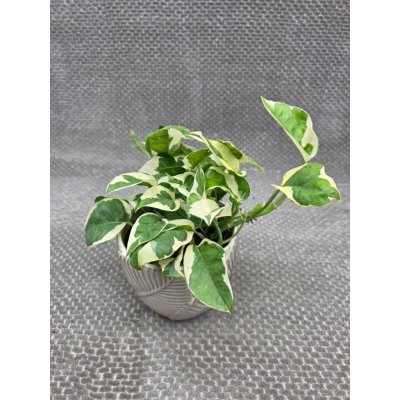 Epipremnum NJoy – Zboží Dáma