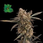 Seedsman Green Crack Auto semena neobsahují THC1 ks – Zboží Dáma