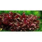 Alternanthera reineckii Mini – Zbozi.Blesk.cz