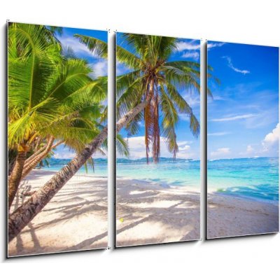 Obraz 3D třídílný - 105 x 70 cm - Coconut Palm tree on the white sandy beach Kokosová palma na bílé písečné pláži