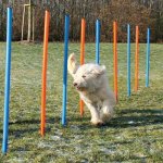 Trixie agility slalom tyče 12ks – Zbozi.Blesk.cz