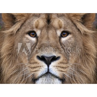 WEBLUX 99132688 Samolepka fólie The face of an Asian lion. The King of beasts Tvář asijského lva. Král zvířat, největší kočka světa, pohlédl přímo do kamery. Nejnebezpe, rozměry 100 x 73 cm