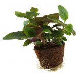 Lobelia cardinalis - Lobelka šarlatová – Zboží Dáma