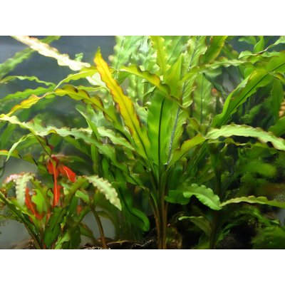 Cryptocoryne spiralis – Sleviste.cz