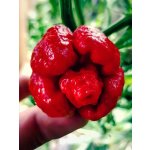 Semena Dragons Breath – Sleviste.cz