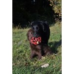 JW Pet JW Hol-EE Děrovaný míč Large 13 cm – Hledejceny.cz