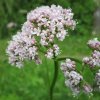 Odličovací přípravek Valeriana officinalis přírodní voda kozlík lékařský 1 l