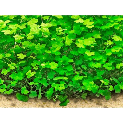 Hydrocotyle tripartita Mini 7 cm – Zboží Mobilmania