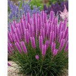 Šuškarda 'Liatris spicata' v květináči – Zboží Dáma