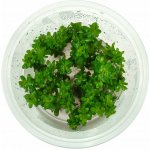 Ammania sp. Bonsai – Sleviste.cz