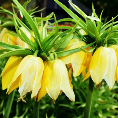 Řebčík královský Lutea - Fritillaria imperialis - cibule řebčíku - 1 ks – Zboží Mobilmania