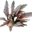 Cryptocoryne spec. Flamingo