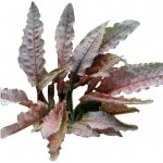Cryptocoryne spec. Flamingo – Zboží Dáma