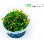 Rotala rotundifolia - Kolovka okrouhlolistá – Hledejceny.cz