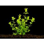 Bacopa amplexicaulis - Bakuma objímavá – Zboží Dáma