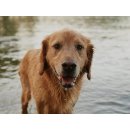 Veterinární přípravek Frontline Combo Spot-On Dog XL 40-60 kg 3 x 4,02 ml