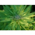 WEBLUX 31679944 Fototapeta papír close up of a marijuana plant bud zblízka rostliny pupíku marihuany rozměry 254 x 184 cm